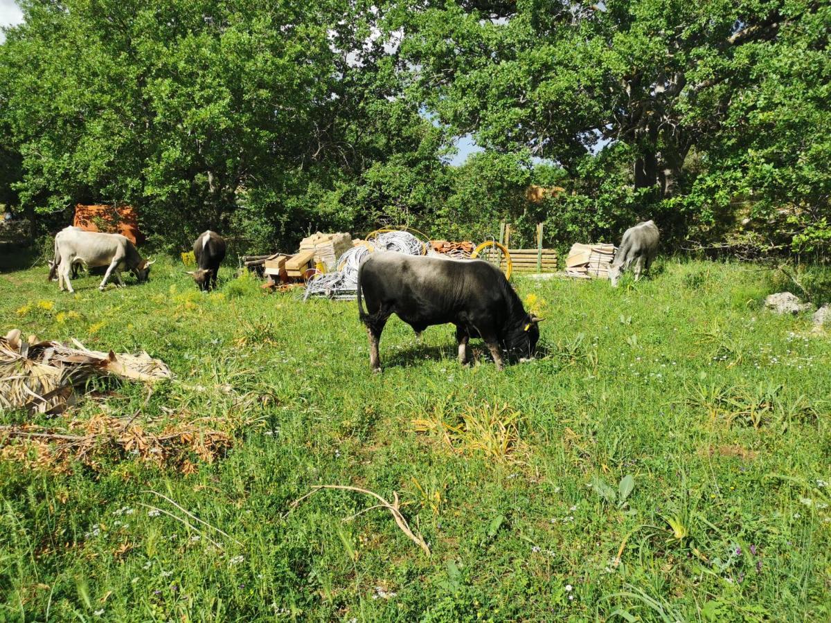 Tenuta Tedone Consolini Villa Ruvo di Puglia Kültér fotó