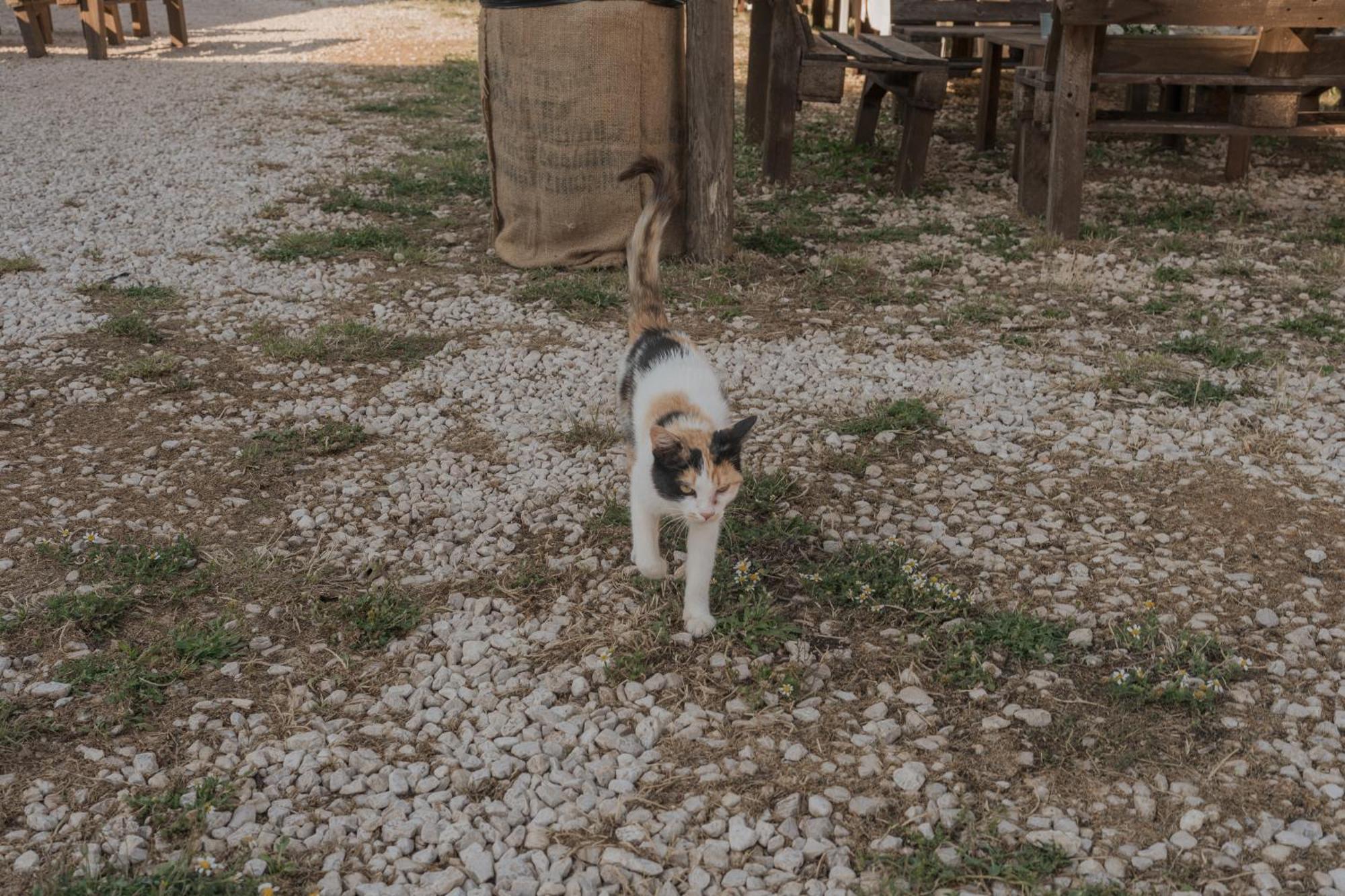 Tenuta Tedone Consolini Villa Ruvo di Puglia Kültér fotó