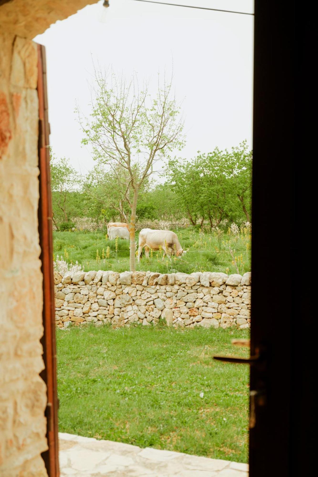 Tenuta Tedone Consolini Villa Ruvo di Puglia Kültér fotó