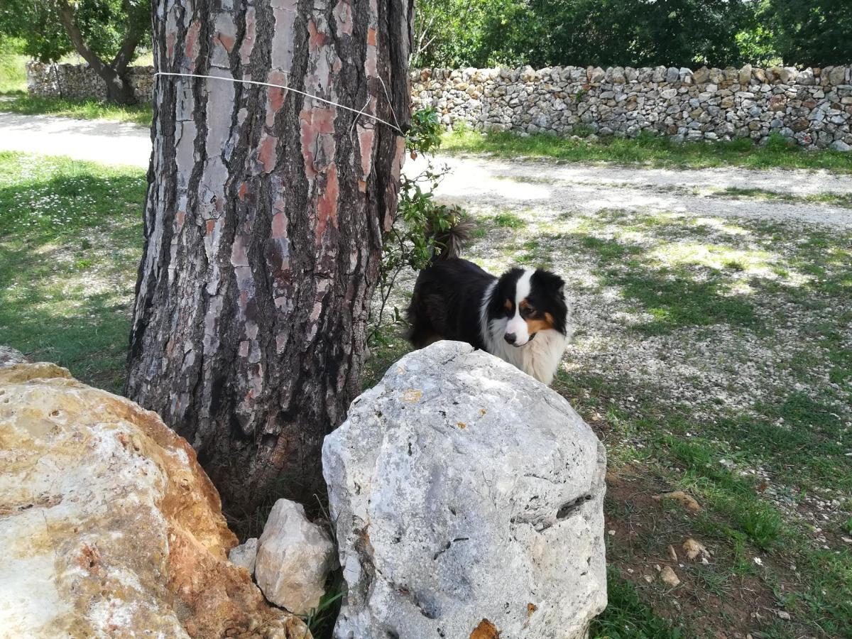 Tenuta Tedone Consolini Villa Ruvo di Puglia Kültér fotó