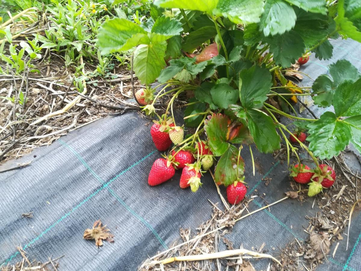 Tenuta Tedone Consolini Villa Ruvo di Puglia Kültér fotó